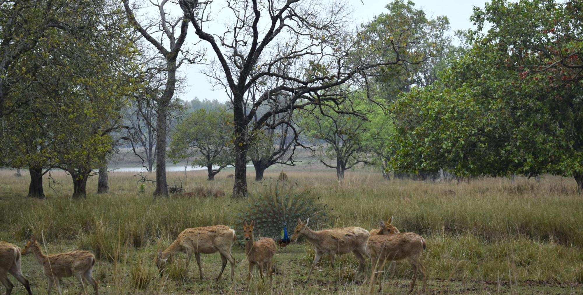 Athulyam Kanha, Kanha National Park, Mukki Gate Khapa  Luaran gambar